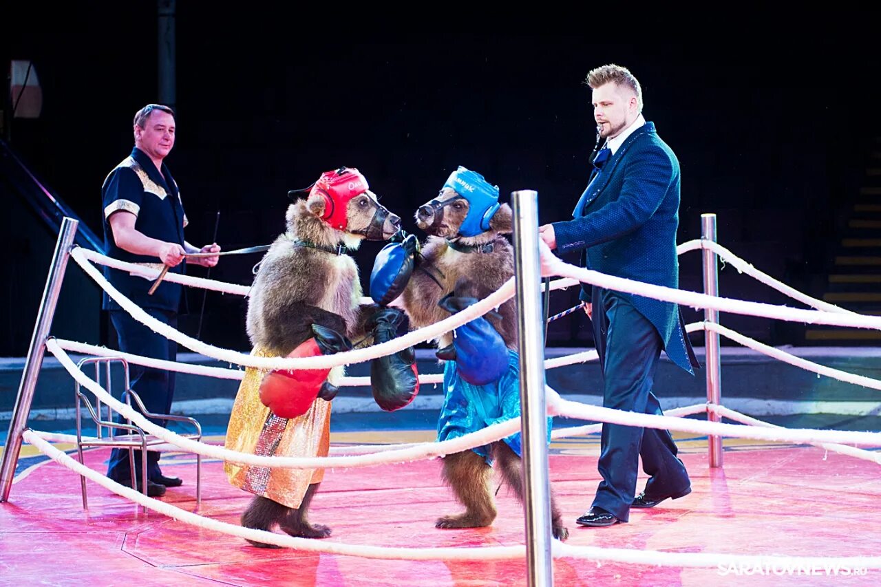 Цирк династии филатовых в тюмени. Александр филатов цирк. Династия филатовых цирк. Династия филатовых цирк сейчас. Цирк филатовых.