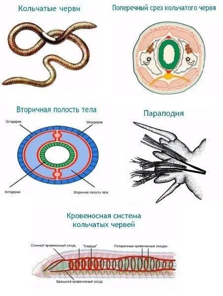 Кольчатые черви наличие полости тела. Кровеносная система многощетинковых кольчатых червей. Тип кольчатые черви многощетинковые строение. Ароморфозы многощетинковых червей. Кровеносная система кольчатых червей Малощетинковые.