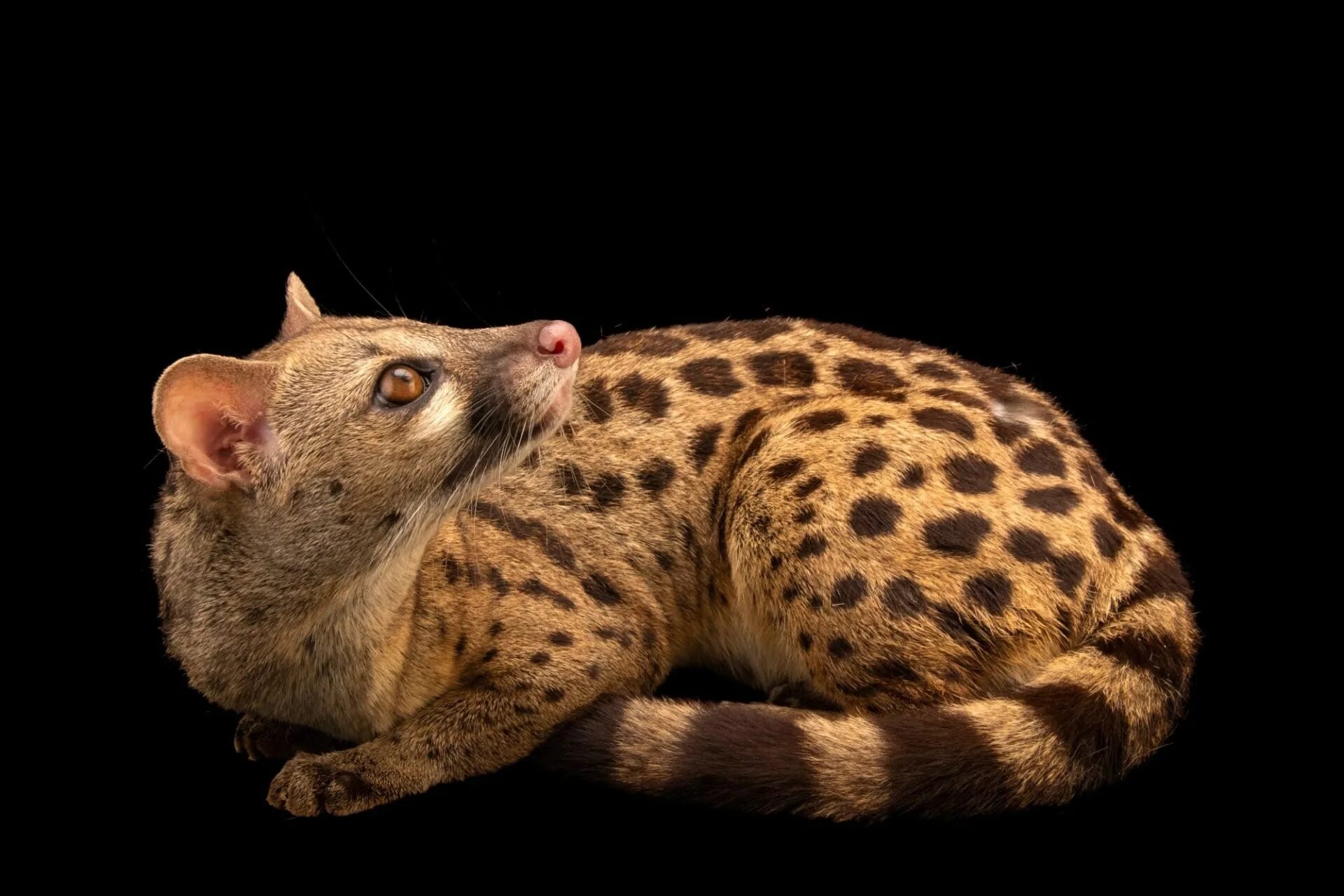 Генетта в португалии. Обыкновенная генетта. Обыкновенная генетта. Африканская генетта. Виверровые генетта.