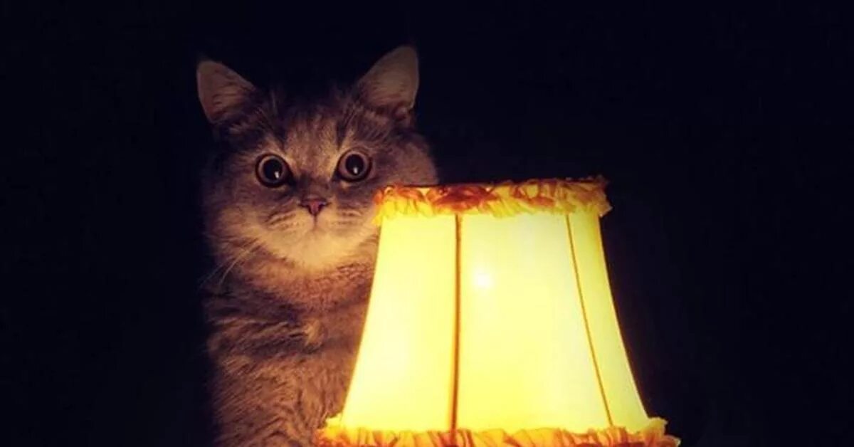Настало время видео. Лампа кот. Ламповый кот. Кот под лампой. Кот у лампы в темноте.