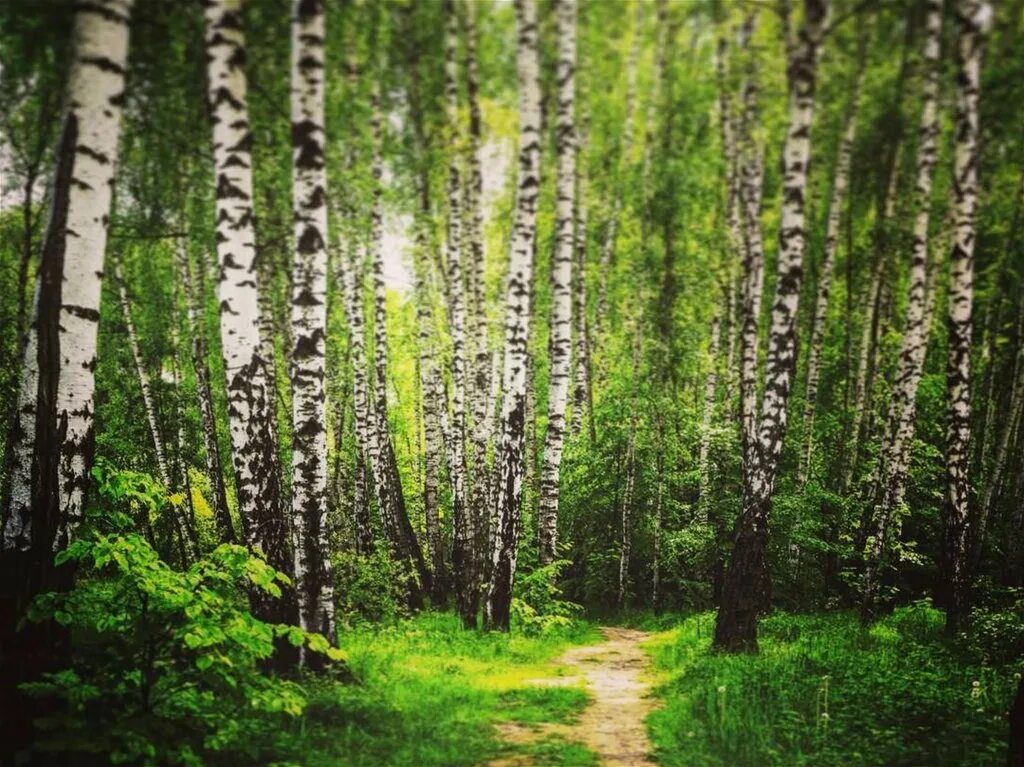 Природа березы. Березовый лес. Зелень березы. Зеленые леса России. Красивые березовый лес