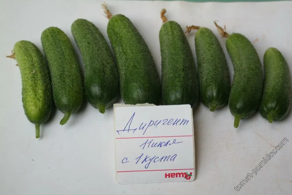 Огурец сорта диригент. Огурец диригент f1. огурец сорт диригент. диригент огурцы семена. огурец диригент фото.