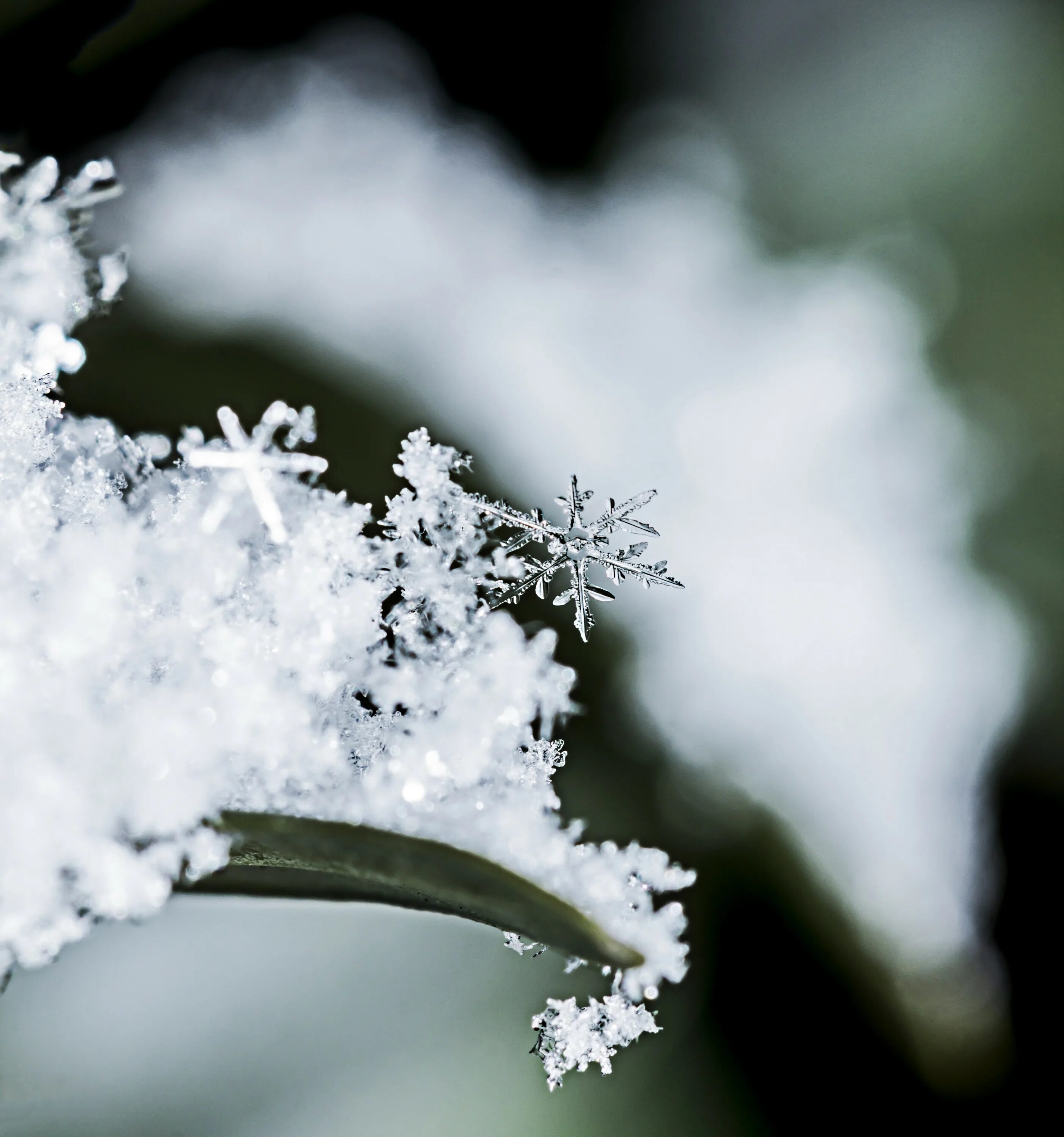 Снег снежинки. Снежинка Макросъемка. Снег картинки. Белый снег. Снежные хлопья цветы