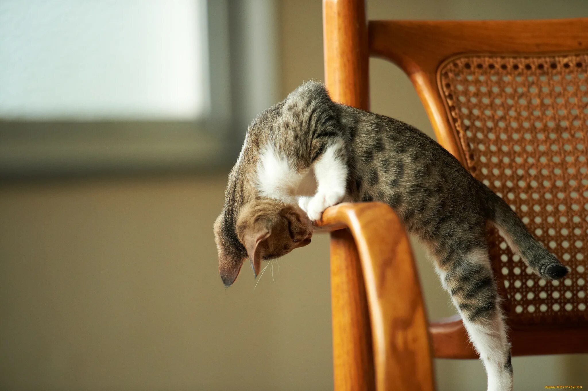 Забавный кот. Котики смешные. Забавные животные кошки. Смешные фото кошек