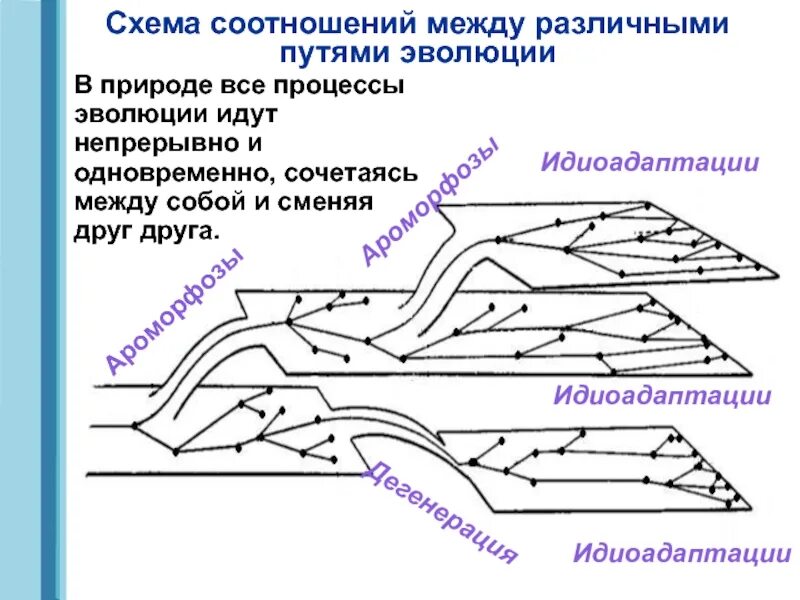 Определите по рисунку направления эволюции. Схема Северцова соотношение путей эволюции. Пути эволюции идиоадаптация. Соотношение между основными путями эволюции схема. Схема соотношений между ароморфозом идиоадаптацией и дегенерацией.