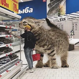 Если бы котики были