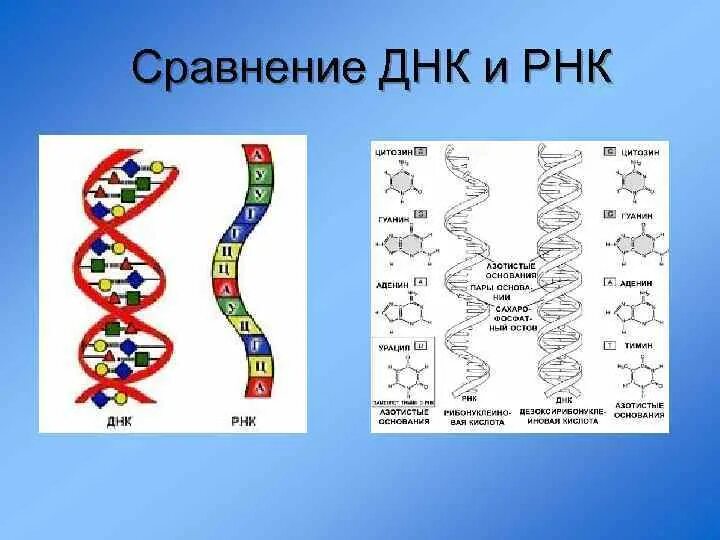 Уровни организации ДНК И РНК. Уровни организации РНК. Уровни структурной организации РНК. Структурная организация РНК. Сравнить днк и рнк