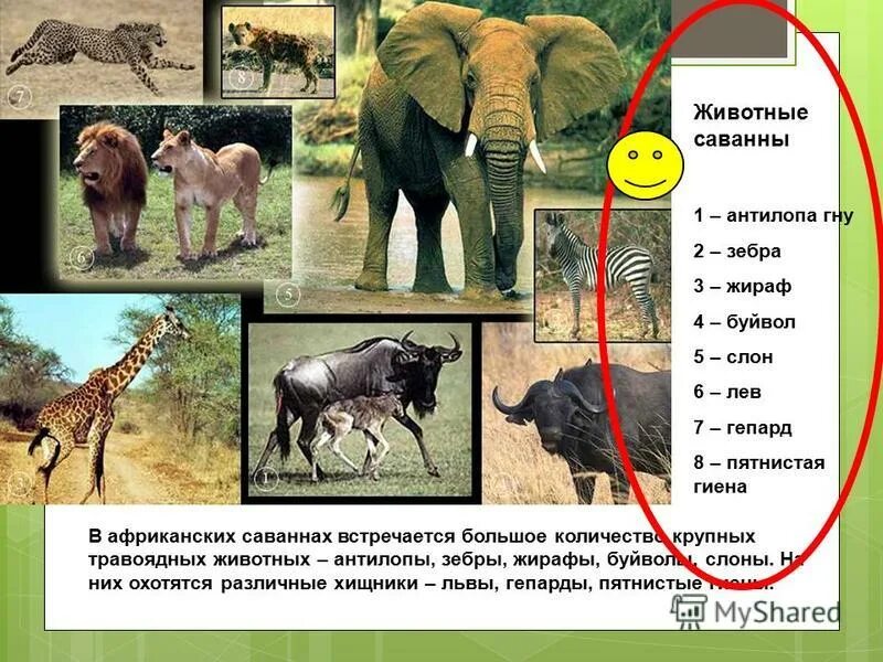 где живет носорог в саванне или в тропическом лесу. фауна юар. зебра в африке. обитатели ярких стран. масаи мара национальный парк.