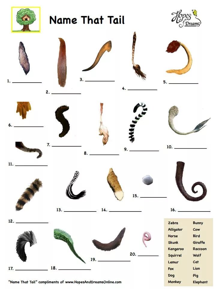 Хвосты животных названия. Части тела животных для детей хвост. Чей хвост. Хвосты животных рисунок.