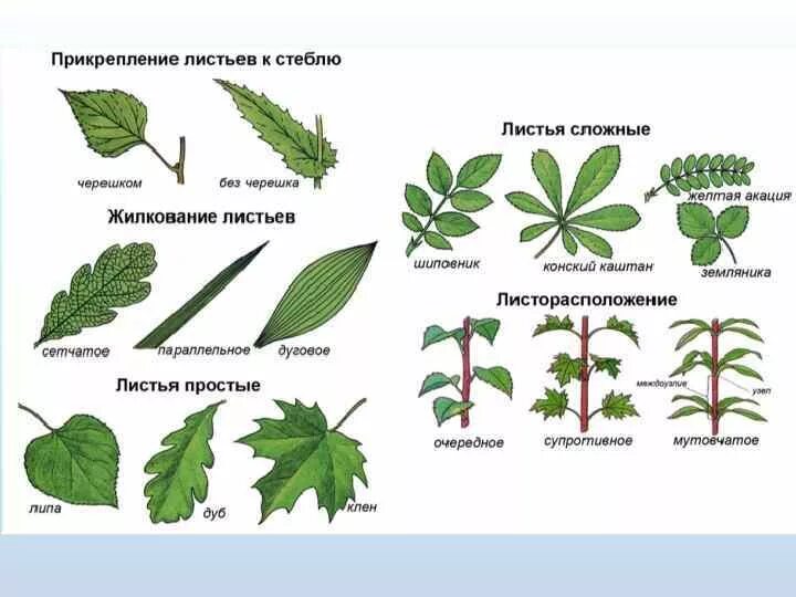 Положение листа. Листорасположение листьев шиповника. жилкование листьев акации. жилкование листа земляники. жилкование листьев шиповника.