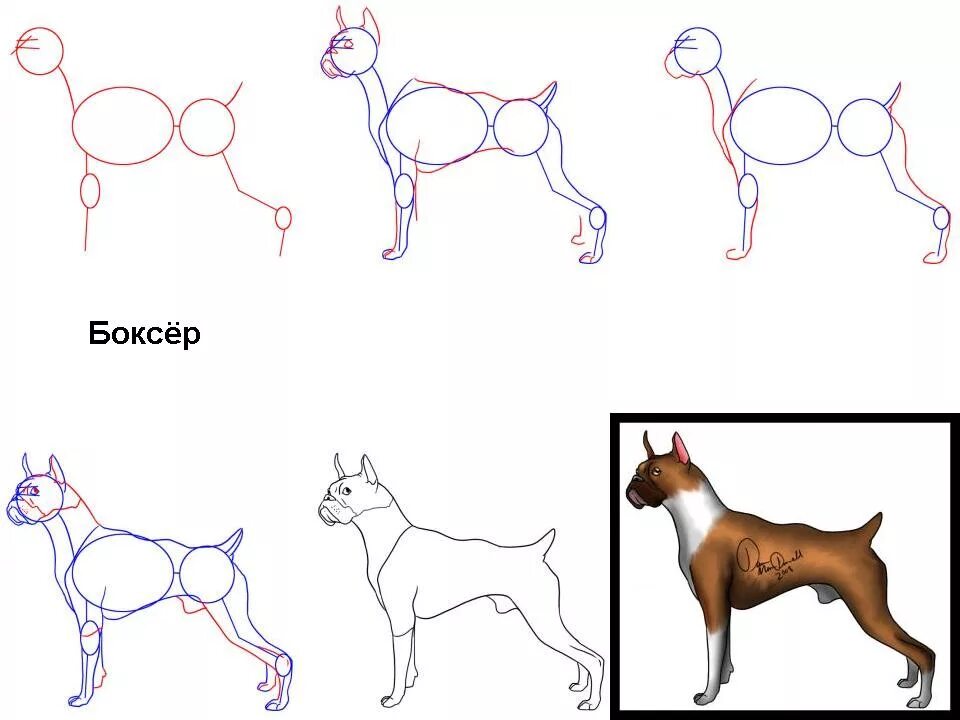 Породы собак нарисовать. Рисунок собаки легкий. Схема рисования собаки. Собака рисунок карандашом. Рисование собаки поэтапно.