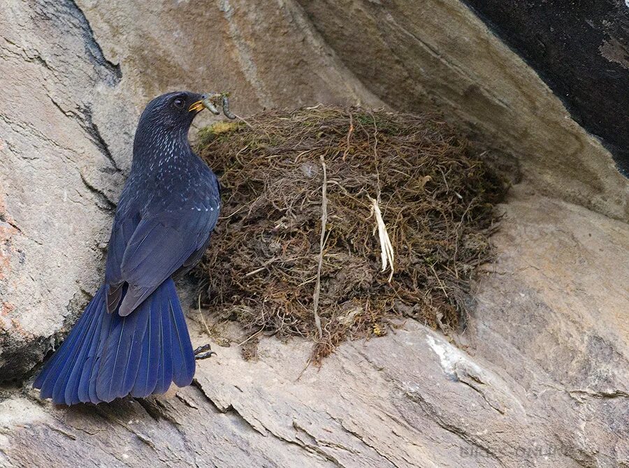 Синяя птица памира. Лиловый Дрозд (Myophonus caeruleus). Синяя птица Памира и Тянь Шаня. Синяя птица в горах Памира и Тянь-Шаня.