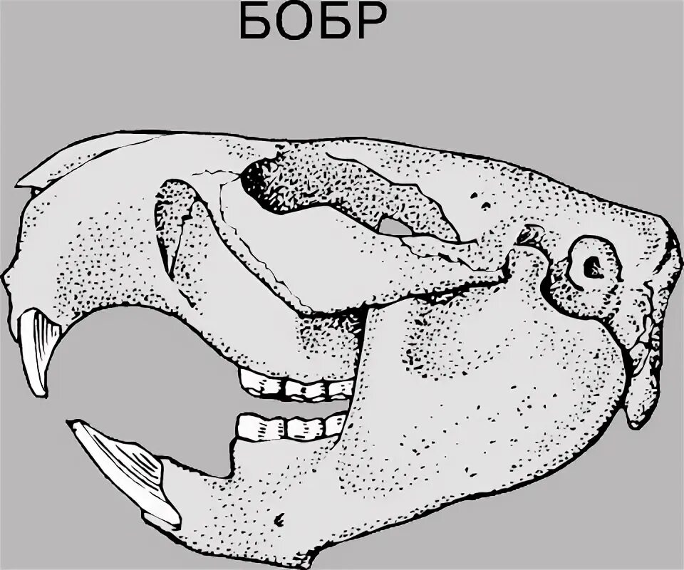 Определите отряды к которым принадлежат животные черепа