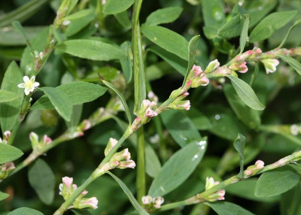 Горец птичий (спорыш) (polygonum aviculare). Спорыш (горец птичий) трава. Птичий горец трава. Спорыш (горец птичий, трава-топтун). Горец птичий спорыш.