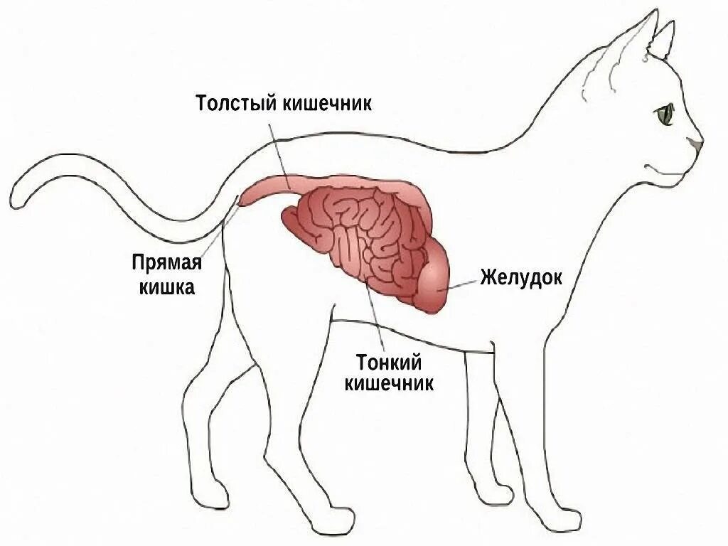 Как понять что болит у кошки. Анатомия кишечника кота. строение тонкого кишечника кошки. строение пищеварительной системы кота. желудочно-кишечный тракт собаки.