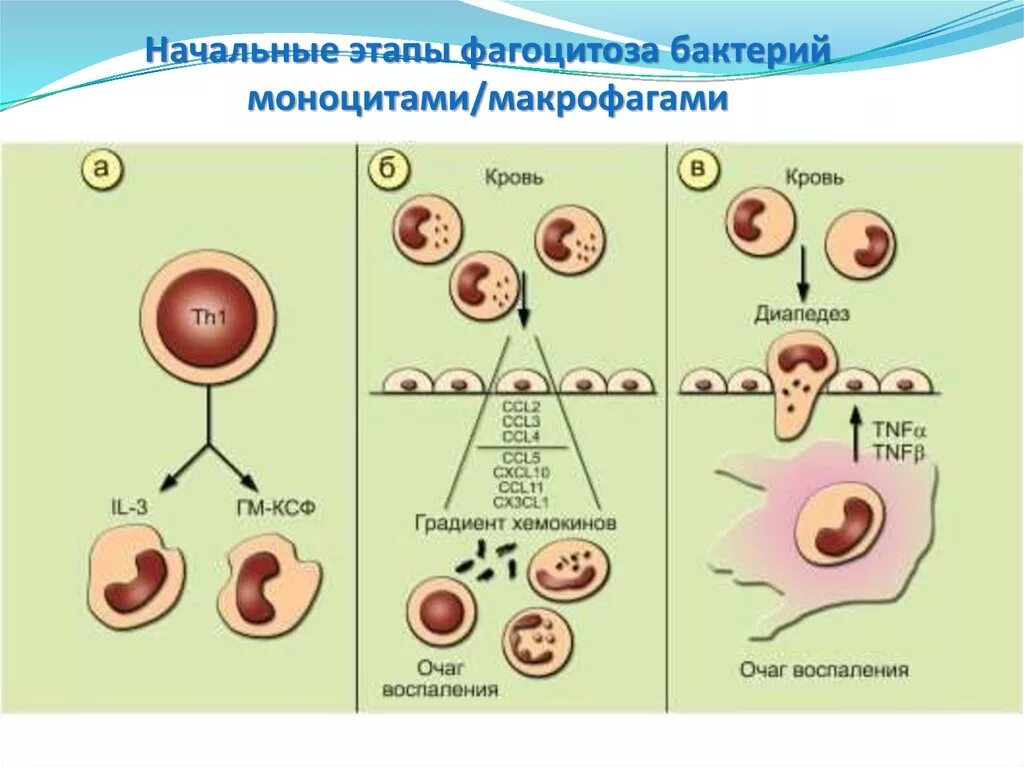 Основные этапы фагоцитоза. Этапы фагоцитоза иммунология. Фазы фагоцитоза иммунология. Фагоцитоз макрофагов этапы. Элементы крови способные к фагоцитозу
