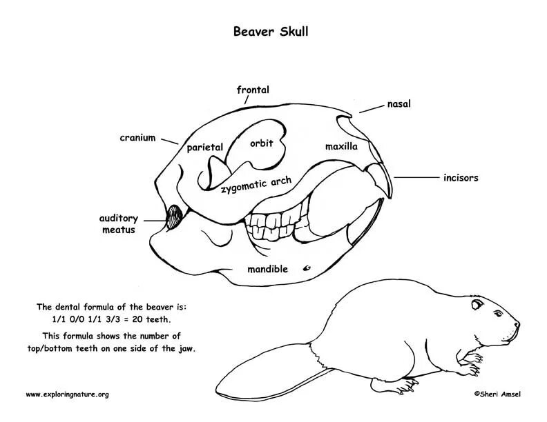 Череп бобра с подписями. Схема бобра