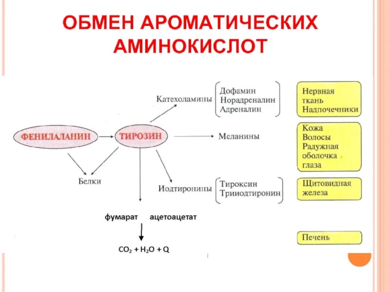 Схема метаболизма ароматических аминокислот. Ароматические аминокислоты. Метаболизм ароматических аминокислот. Метаболические функции ароматических аминокислот.