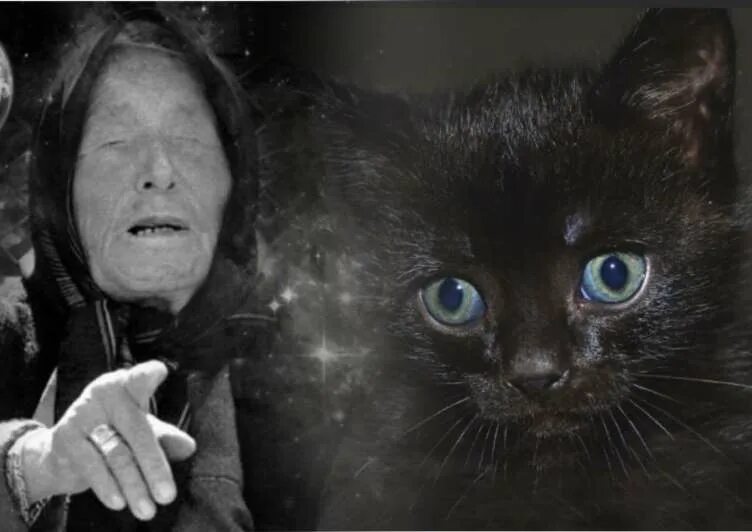 Снятся коты и кошки женщине к чему. Снится кошка черная. Приснился черный кот к чему это. К чему снится черный кот. К чему снится черный котенок.