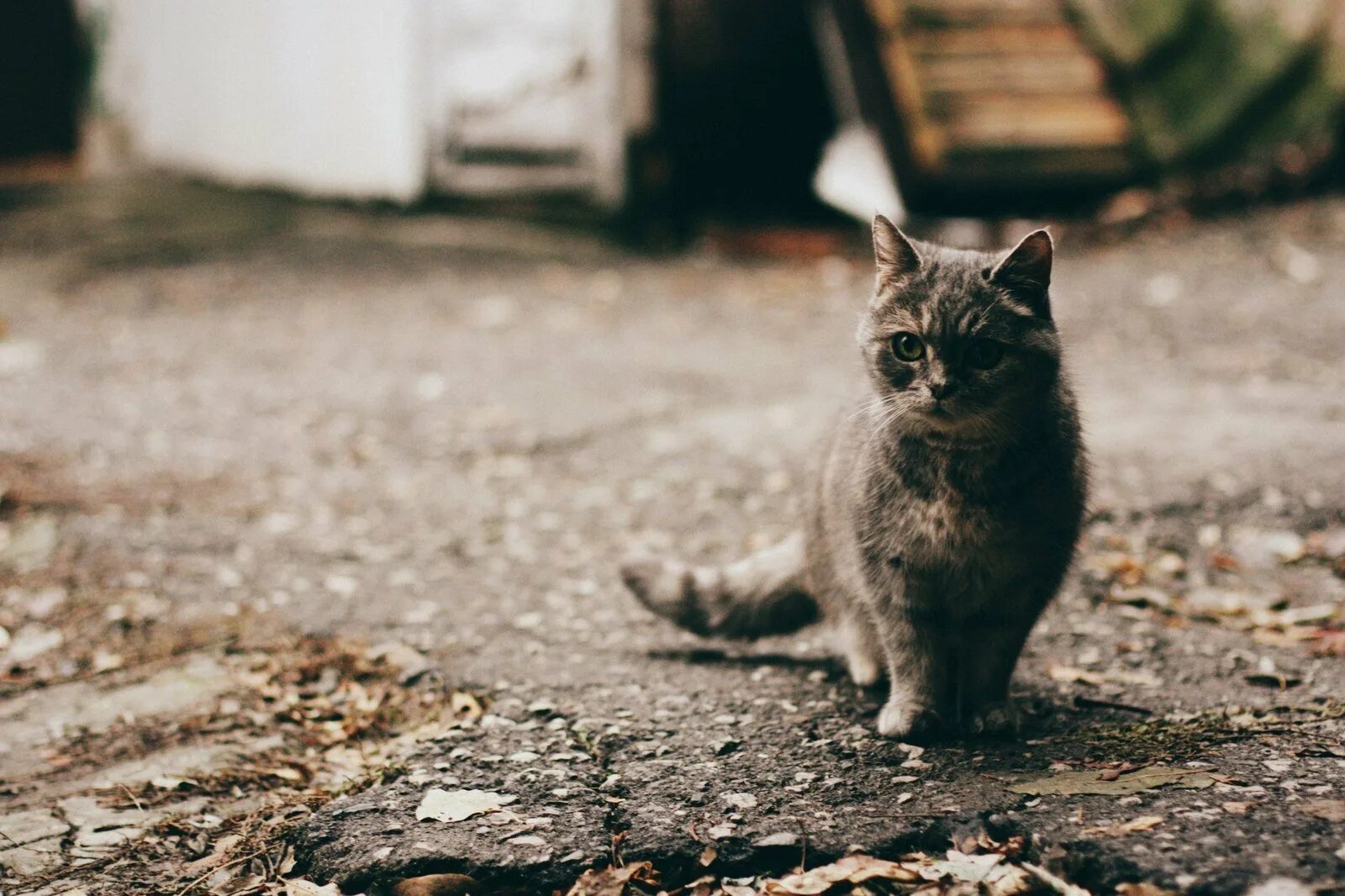Уличные котики. Бездомные котята. Белый котенок. Стих про кошку. Грязный белый кот.