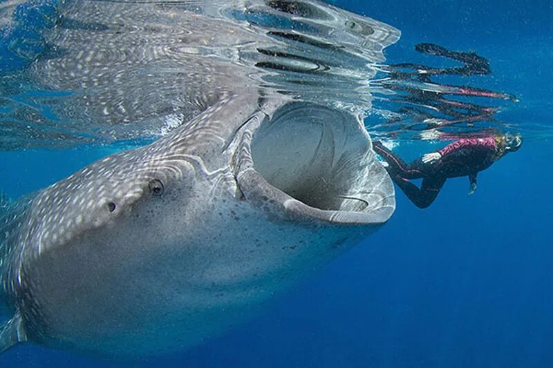 Большая рыба на земле. Китовая акула питается планктоном. Гигантская китовая акула. Самая большая китовая акула. Самая большая рыба в океане.