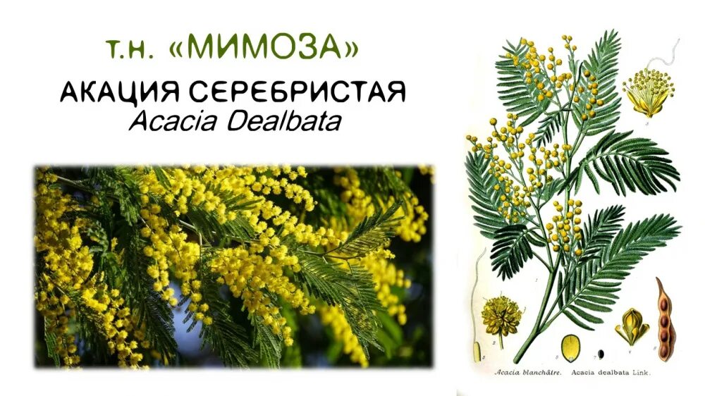 Акация dealbata. Мимоза Acacia dealbata. Акация серебристая Мимоза. Мимоза Акация серебристая горшечная. Мимоза аллерген