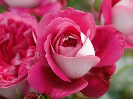 Rose 2016