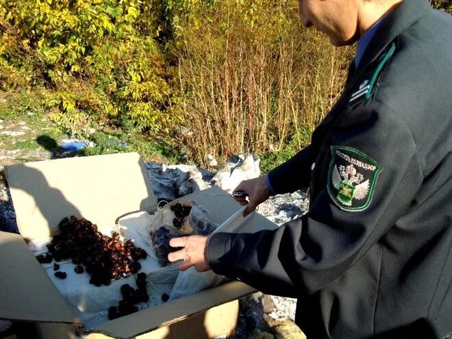 Фитосанитарный контроль. Россельхознадзор импорт. Таможенный досмотр автомобиля. Фитосанитарный контроль растений. Россельхознадзор пестициды.