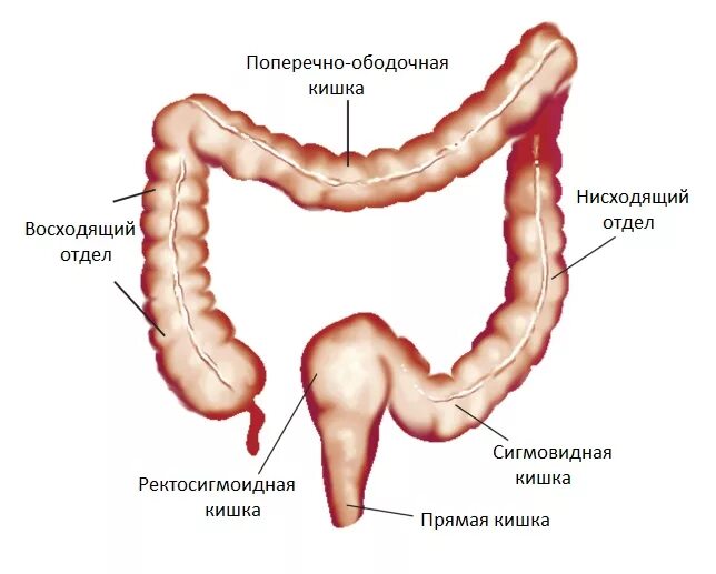 Сигмовидный отдел толстой