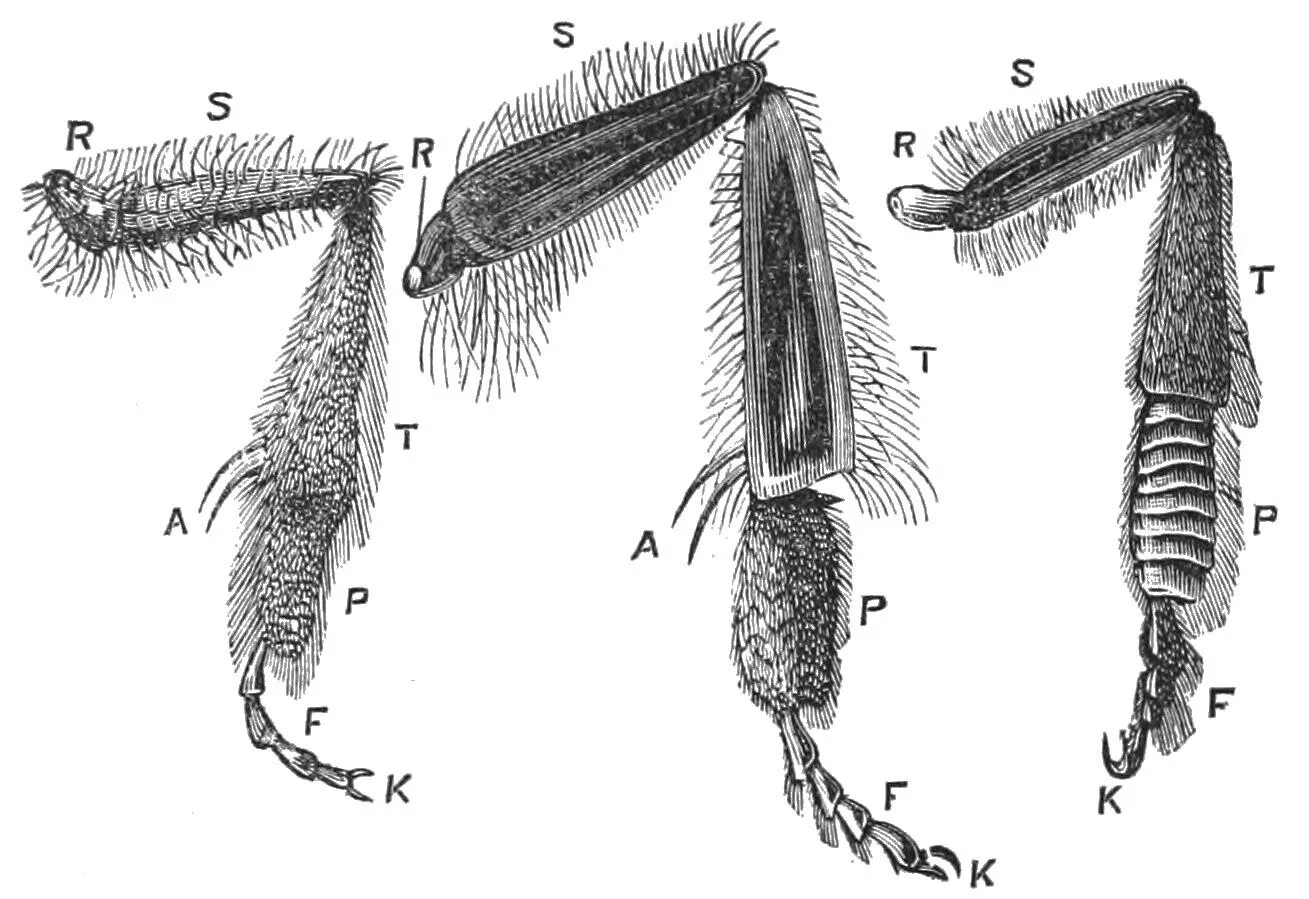 Строение конечности пчелы. Собирательная конечность пчелы. Строение ноги пчелы. Типы конечностей насекомых. Строение лапок