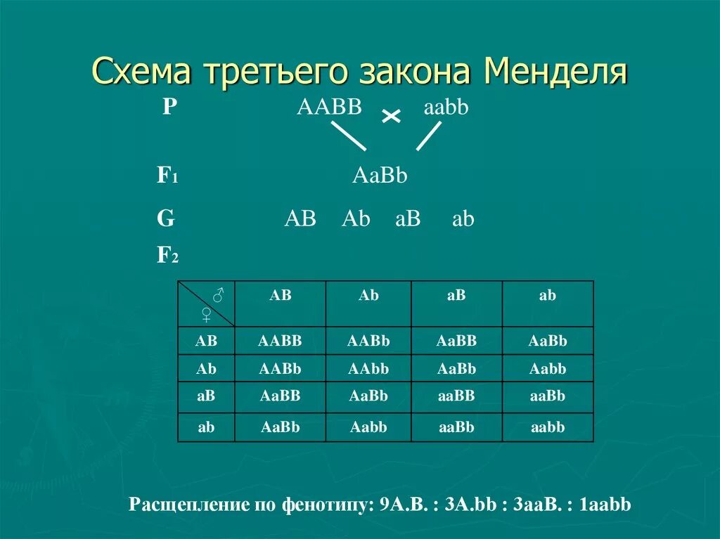 3 Закон Менделя закон независимого комбинирования. 3 Закон Менделя формулировка и схема. 3 Й закон Менделя расщепление по генотипу. Третий закон менделч9 класс.