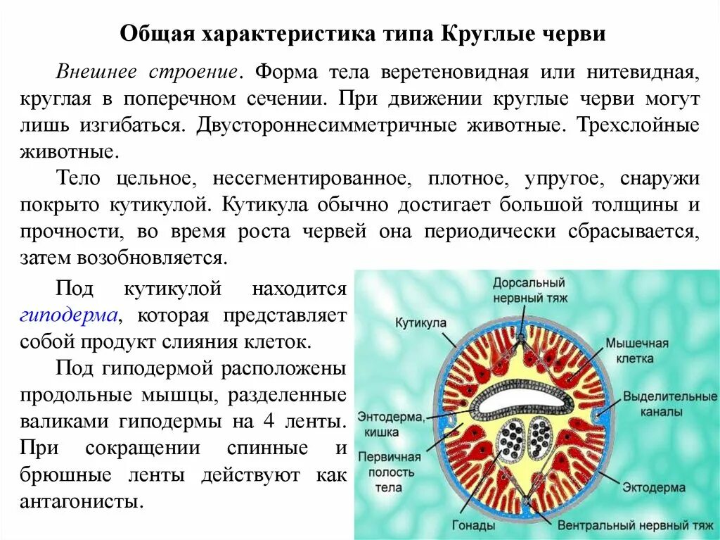 Дайте характеристику типа круглые черви. Общая характеристика червей Тип круглые черви. Общая характеристика круглых червей кратко. Общая характеристика круглых червей строение. Общая характеристика круглого червя.