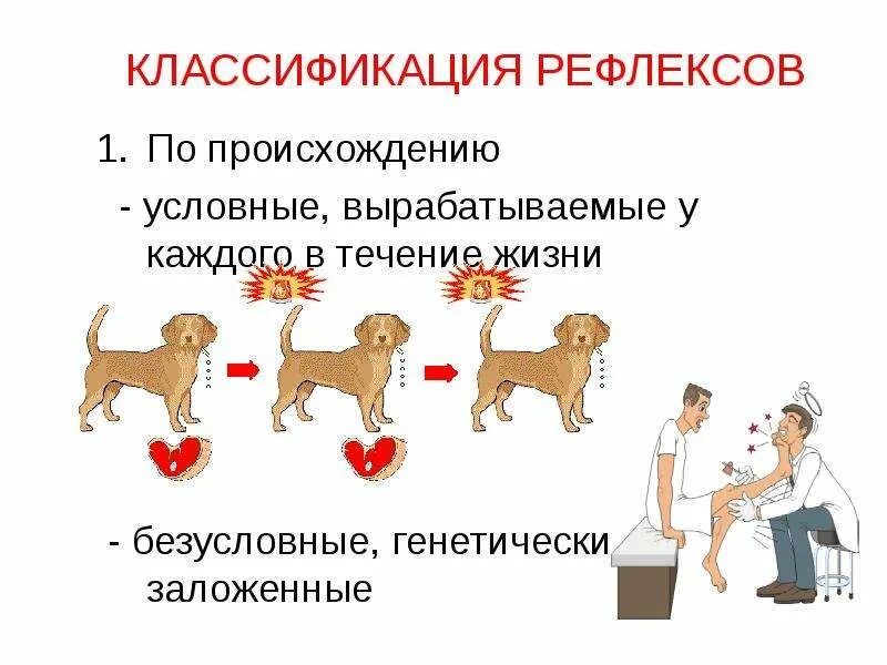 Классификация условных рефлексов. Классификация условных и безусловных рефлексов. Классификация условных Рефлексо. Классификация условных рефлексов таблица.