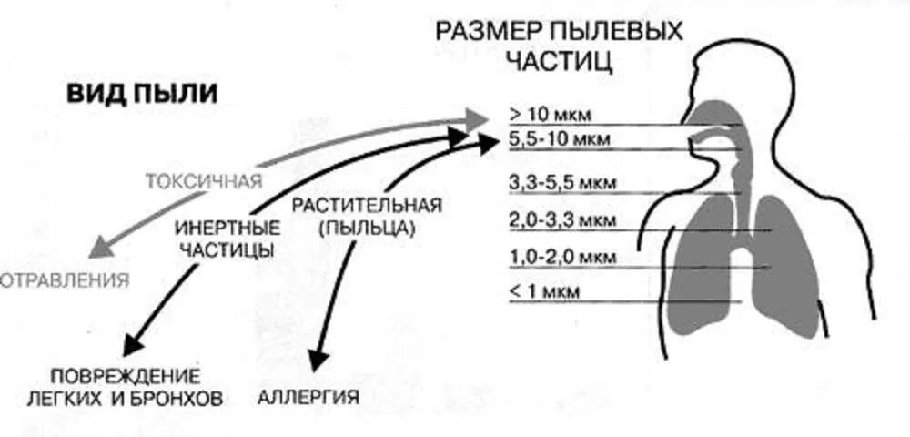 Размер частиц воздуха. Размер частиц пыли. Характеристика атмосферной пыли. Размер пылевых частиц. Частицы пыли в легких.