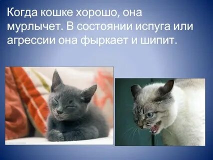 Мурлычат или мурлычут
