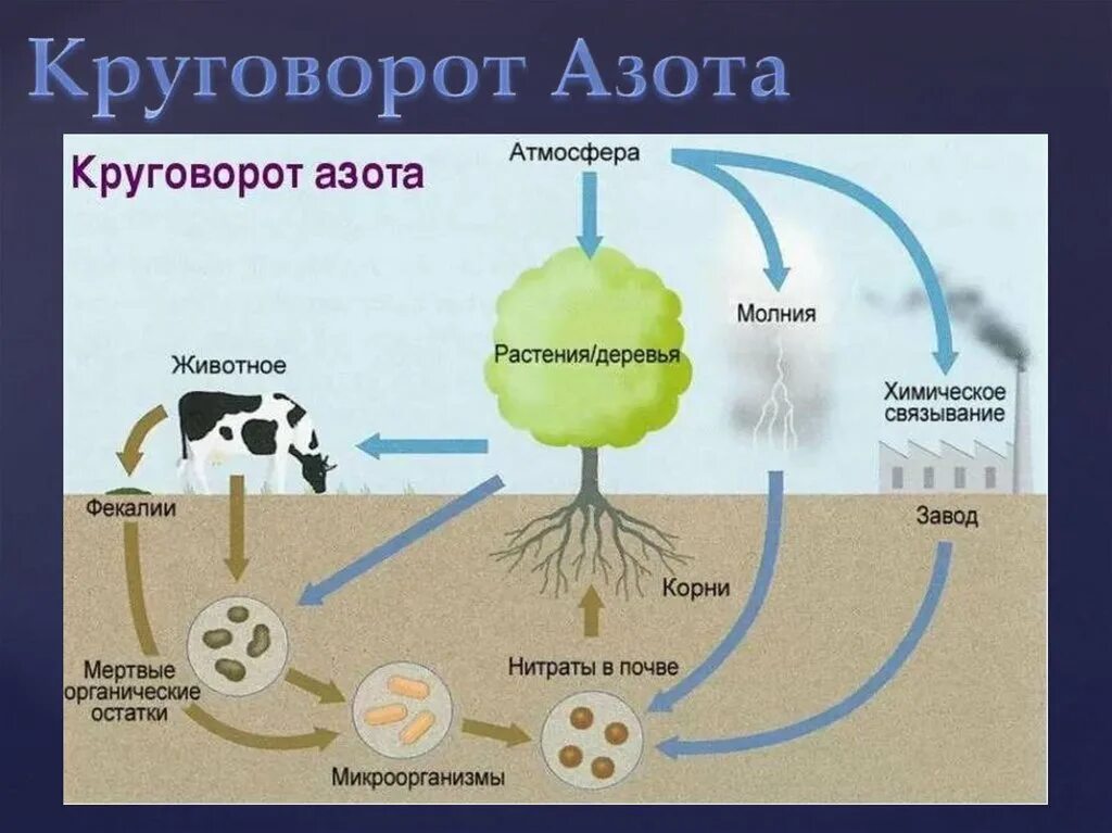 Кругооборот азота в биосфере. Круговорот азота в биосфере схема. Круговорот азота в биосфере. Круговорот углерода в биосфере.