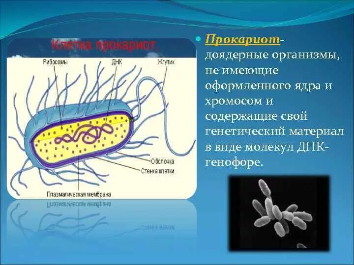 Доядерные прокариоты. Клетки прокариот не имеют. Организмы не имеющие оформленного ядра. Доядерные организмы.