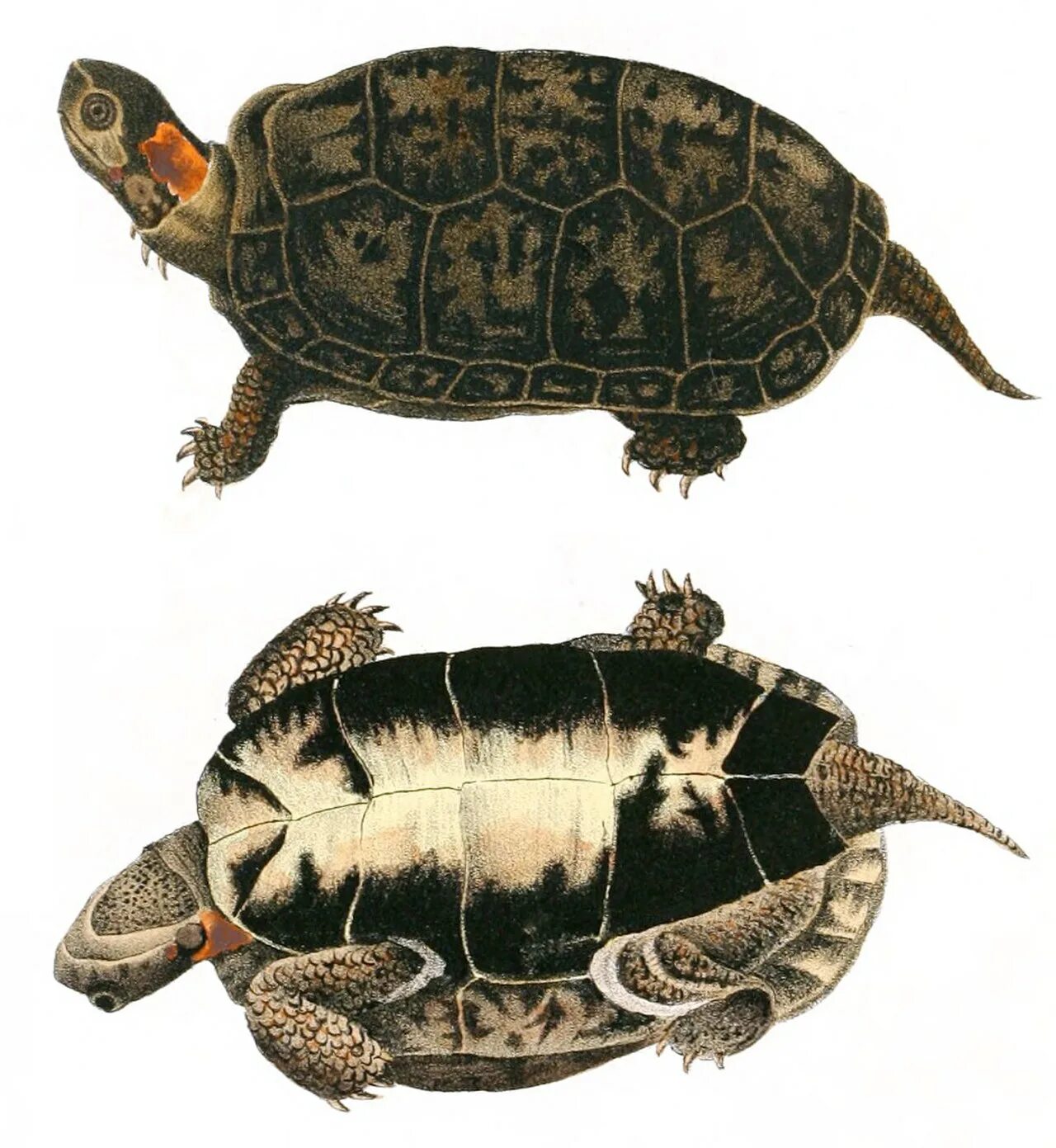 Glyptemys muhlenbergii. Болотная черепаха Мюленберга. Карапакс Болотной черепахи. Красноухая Болотная черепаха.