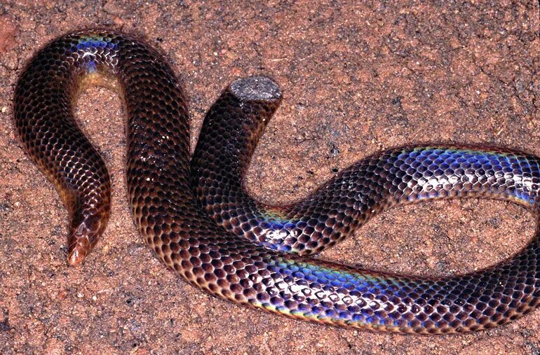 Rhinophis saffragamus. Неядовитые змеи Шри Ланки. Щитохвостых змей Uropeltidae. Пятнистая цилиндрическая змея.