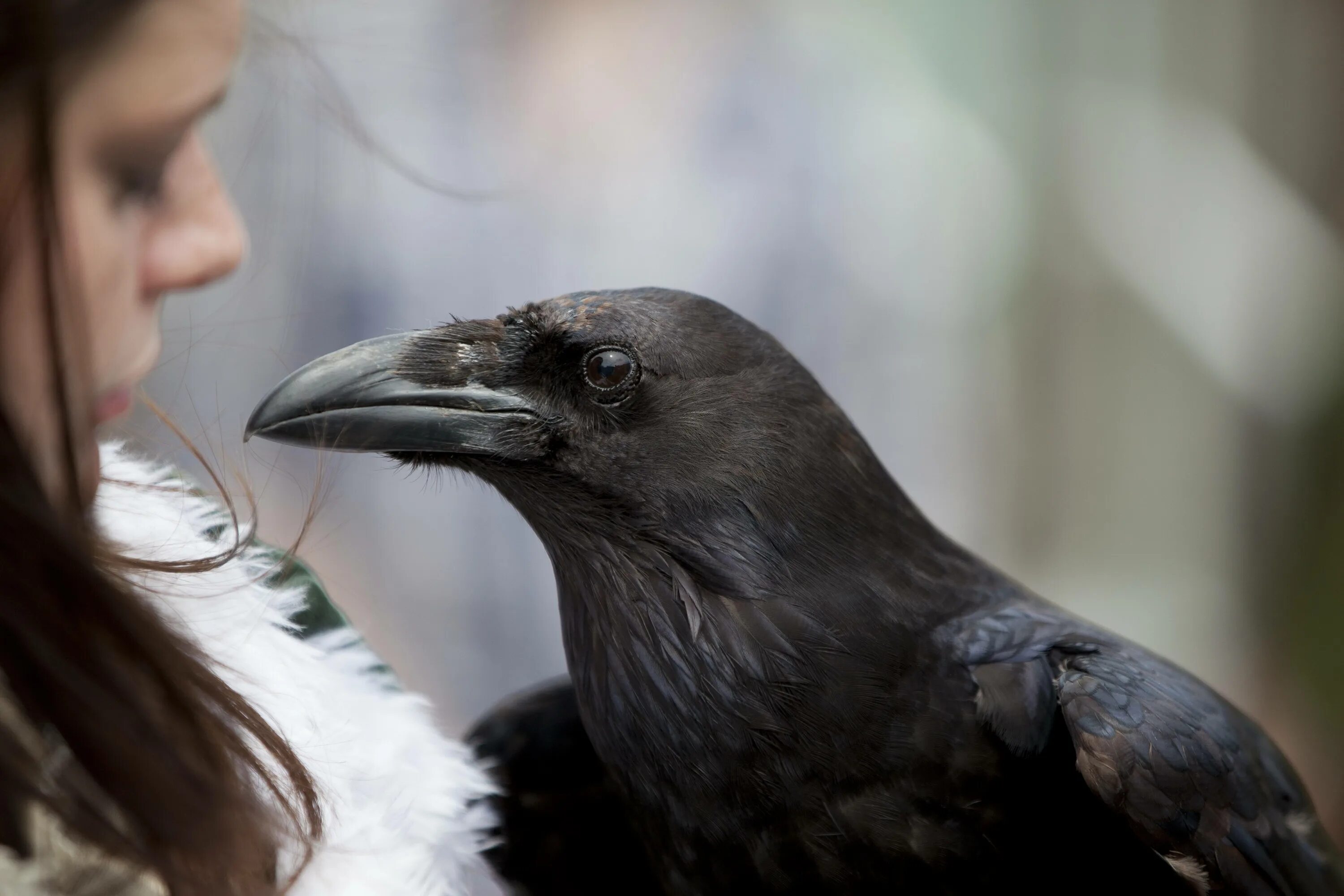 Размер ворона. Corvus corax птица. ворона. огромный ворон. большой черный ворон.