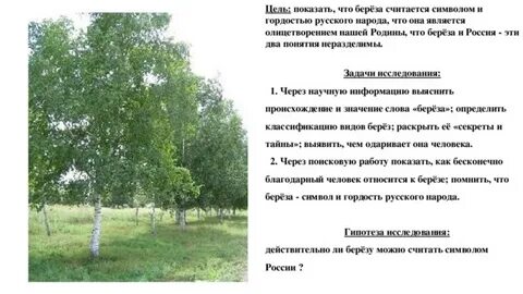 Понятие береза
