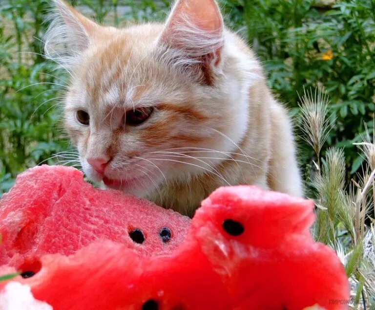 Кот есть арбуз. Котенок и арбуз. кот на арбузе. котенок ест арбуз. котик ест арбуз.