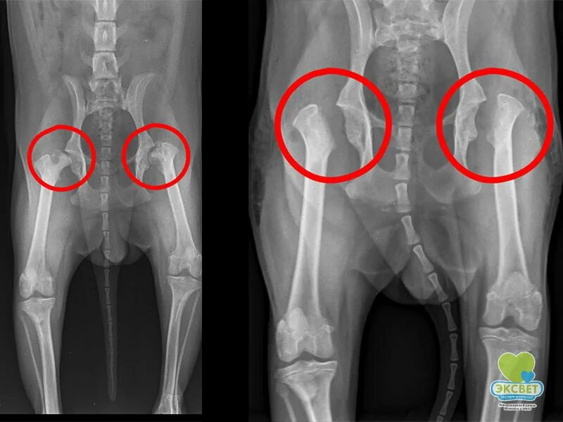 Дисплазия суставов у собак лечение. Дисплазия тазобедренной кости.