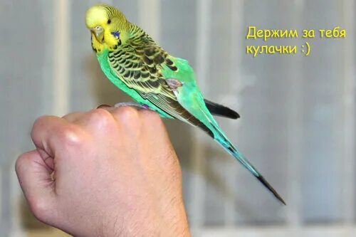 Держу за тебя кулачки. Держим кулачки. Держим кулачки. Держу кулачки за тебя картинки. Держим кулачки.