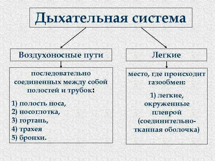 Воздухоносную функцию выполняет. Воздухоносные пути дыхательной системы. Воздухоносные пути строение и функции. Структуры воздухоносных путей. Особенности строения воздухоносных путей.