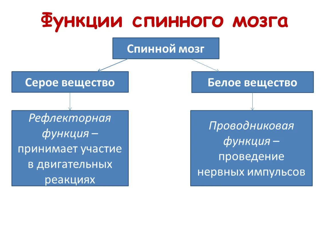 Вещество спинного мозга выполняющие проводниковую функцию. Функции спинного мозга функции серого вещества. Функции спинного мозга рефлекторная и проводниковая таблица. Рефлекторная и проводниковая функции спинного мозга. Рефлекторная функция спинного мозга строение.