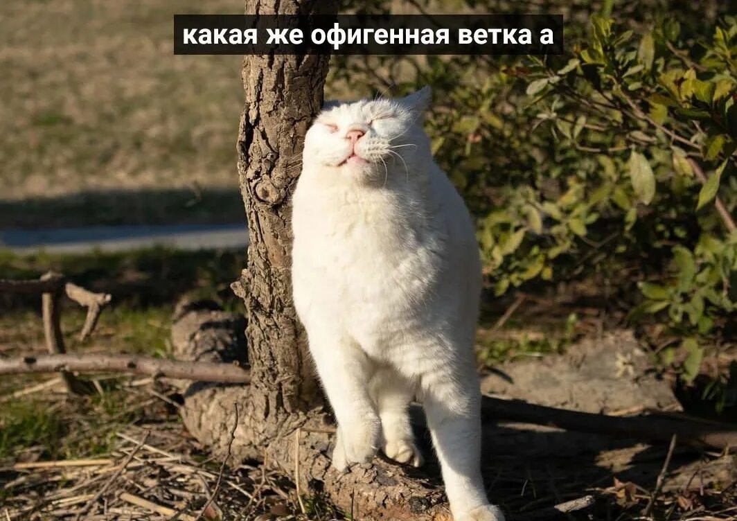 Но это же ветка