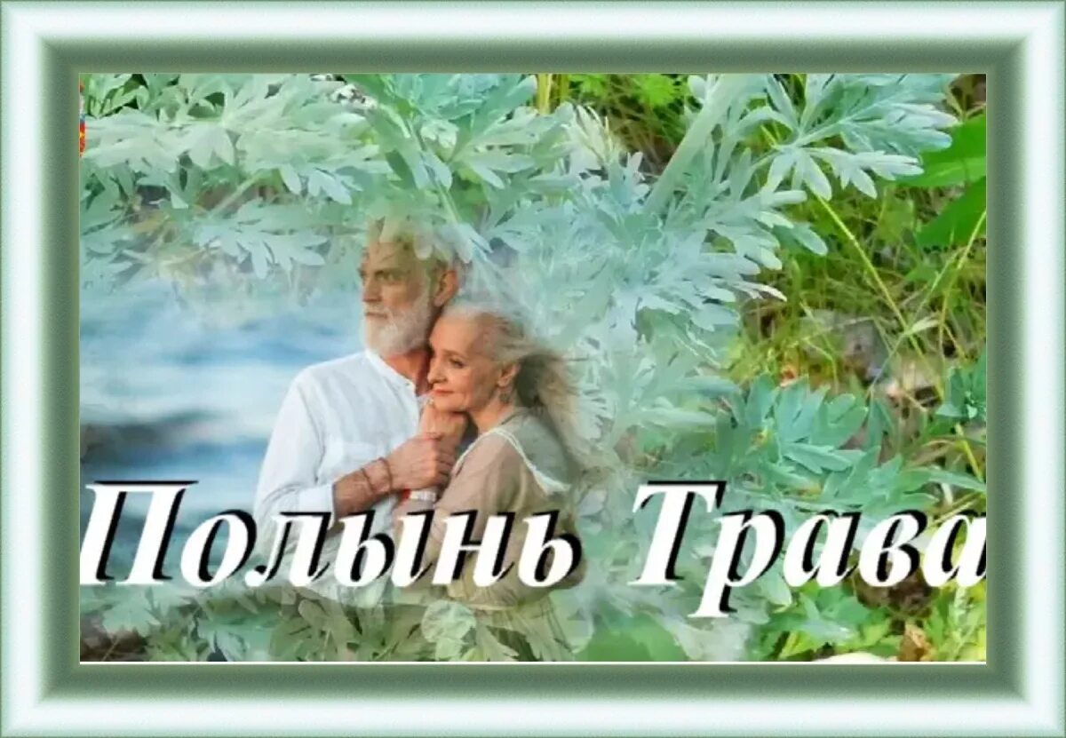 Полынь. Ozma полынь текст. Текст песни полынь трава. Ozma полынь текст. Растения с запахом полыни.