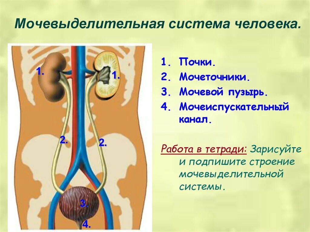 Особенности мочеиспускательного канала. Мочевыделительная система строение и функции почек 8 класс. Мочевыделительная система 8 кл анатомия. Органы выделительной системы человека 8 класс биология. Система органов мочевыделения 8 класс.