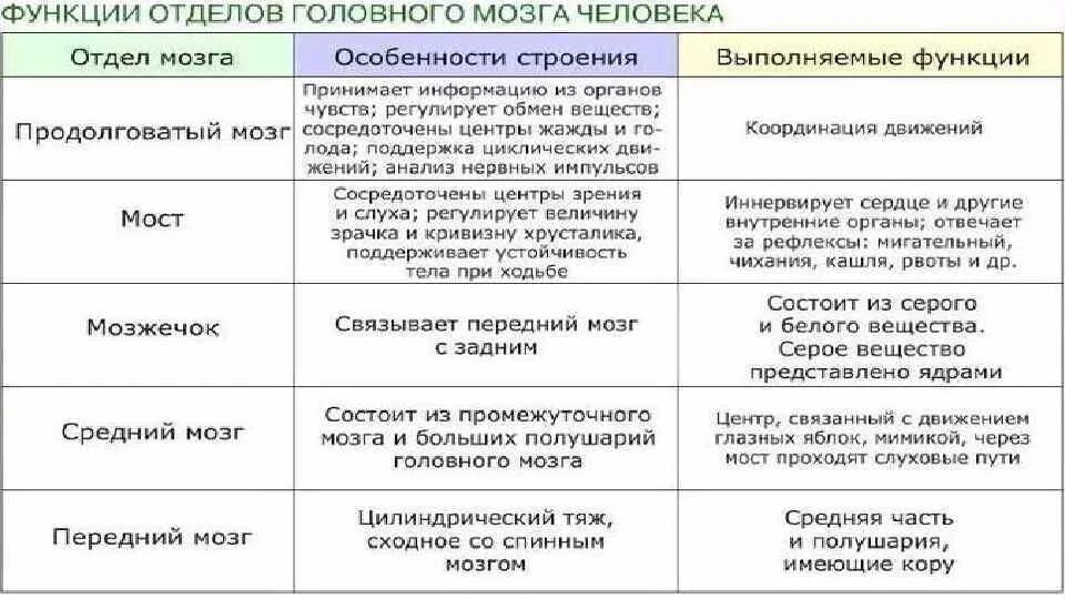 Отделы головного мозга и их функции. Характеристика отделов головного мозга. Характеристика отделов головного мозга таблица. Строение и функции отделов головного мозга таблица. Отдел ствола головного мозга функции таблица.